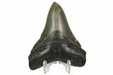 Serrated, Fossil Megalodon Tooth - South Carolina #124551-2